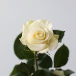 Mondial Roses 60cm (Bulk)