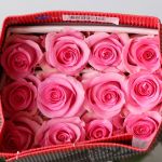 Queen Elizabeth Roses 60cm (Bulk)