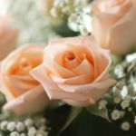 Tiffany Roses