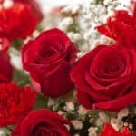 Full Monty Roses
