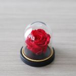 Mini Immortal Rose