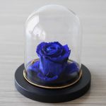 Immortal Rose