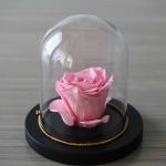 Immortal Rose