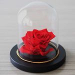 Immortal Rose