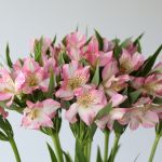 Alstroemeria Perfection Dubai Pink (Bulk DIY)