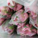 Alstroemeria Perfection Dubai Pink (Bulk DIY)