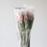 Alstroemeria Perfection Dubai Pink (Bulk DIY)