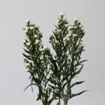 White Mini Asters (Bulk DIY)