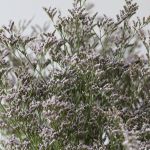 Caspia Limonium Misty Blue (Bulk DIY)