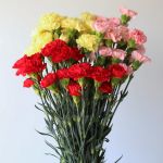 Assorted Carnations (Bulk DIY)