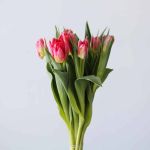 Flashpoint Double Tulips