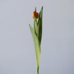Kiteman Double Tulips