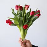 Scarlet Verona Double Tulips