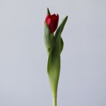 Scarlet Verona Double Tulips