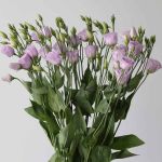 Lavender Lisianthus by the bunch