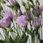 Lavender Lisianthus by the bunch