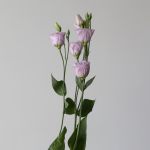 Lavender Lisianthus by the bunch