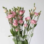 Light Pink Lisianthus by the bunch