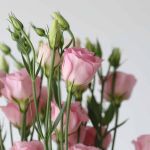 Light Pink Lisianthus by the bunch