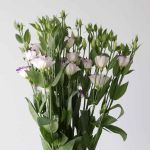 Purple Rim Lisianthus by the bunch