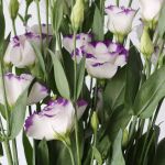 Purple Rim Lisianthus by the bunch