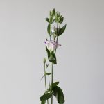 Purple Rim Lisianthus by the bunch