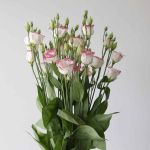 Pink Rim Lisianthus by the bunch