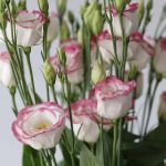 Pink Rim Lisianthus by the bunch
