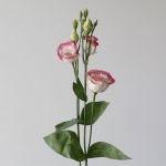 Pink Rim Lisianthus by the bunch