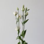 White Lisianthus by the bunch