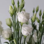 White Lisianthus by the bunch
