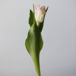 Cabana Parrot Tulips