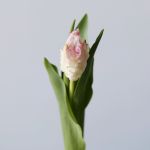 Cabana Parrot Tulips