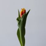 Deejay Parrot Tulips