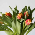 Deejay Parrot Tulips