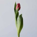 Marvel Parrot Tulips