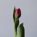 Marvel Parrot Tulips