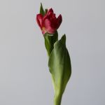 Seadov Parrot Tulips