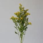 Solidago Golden Glory (Bulk DIY)