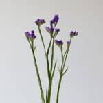 Statice Blue