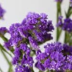 Statice Blue