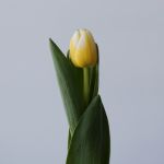 Antartica Flame Single Tulip
