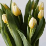 Antartica Flame Single Tulip