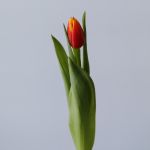 Bombita Single Tulip