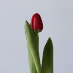 Curry Single Tulip