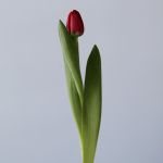Curry Single Tulip