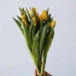 Lions Glory Single Tulips