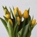 Lions Glory Single Tulips