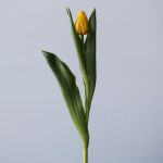 Lions Glory Single Tulips