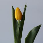 Lions Glory Single Tulips